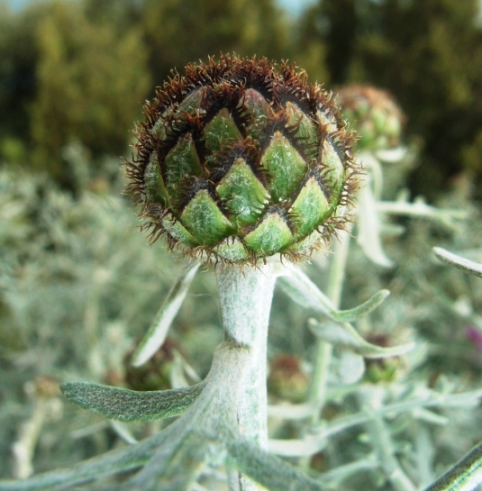 Centaurea cineraria